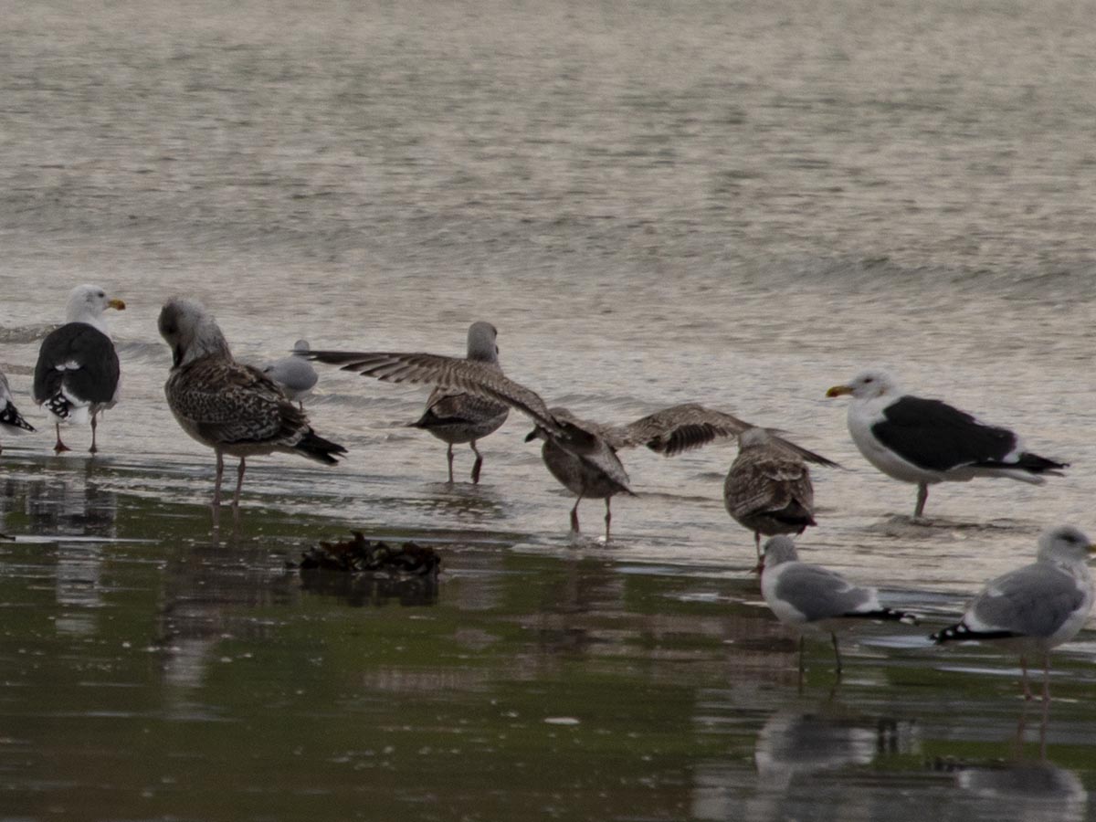 Larus marinus